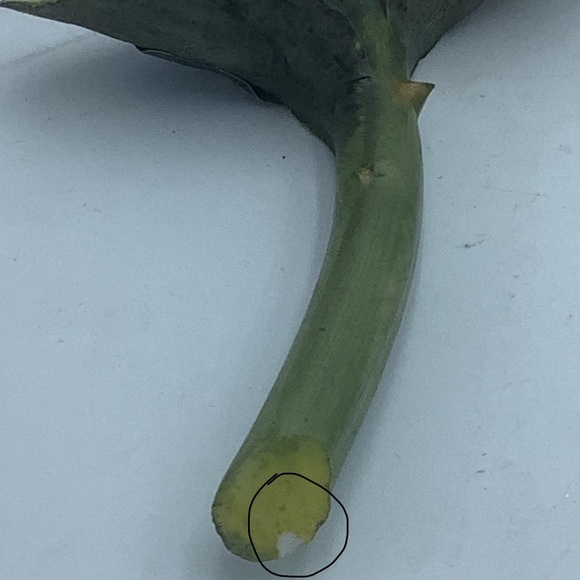 Capodimonte Italy Napoleon Porcelain Red Rose Stem - Picture 12 of 14